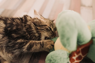 棕色和黑色虎斑猫玩毛绒玩具
